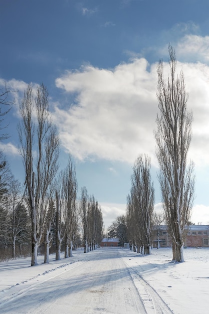 winter besneeuwde weg tussen pijnbomen op een zonnige winterdag