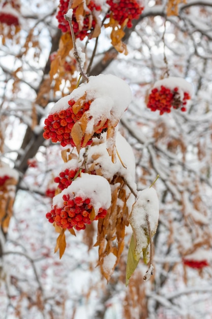 Winter bevroren rode lijsterbessen en nog niet gevallen gele bladeren onder de eerste sneeuw. De sneeuwval bedekte de bomen met sneeuw. Bomen in de sneeuw. Eerste sneeuw. Heerlijk winters.