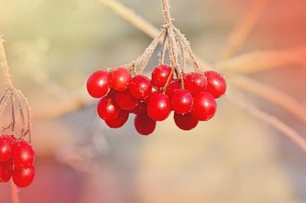 Winter bevroren viburnum gelderse roos Rode bessen van Viburnum Oekraïens symbool viburnum pijl hout