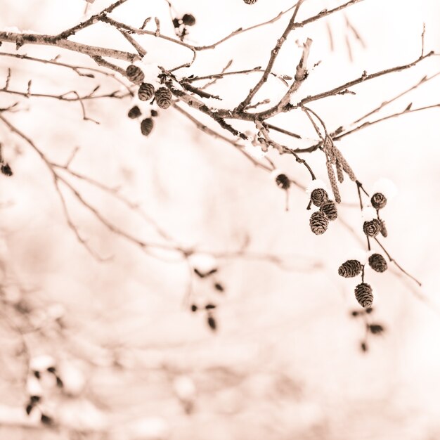 Winter birch branch under the snow over defocused background