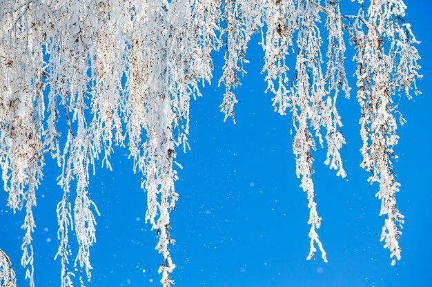 Winter, birch branches covered with hoarfrost, against the blue sky