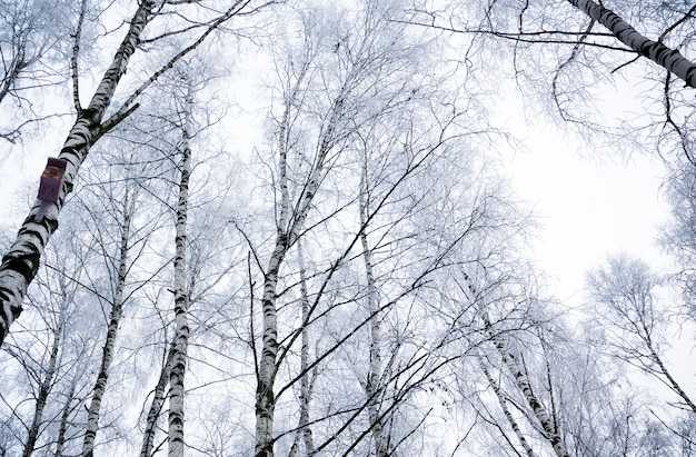 Winter birch trees