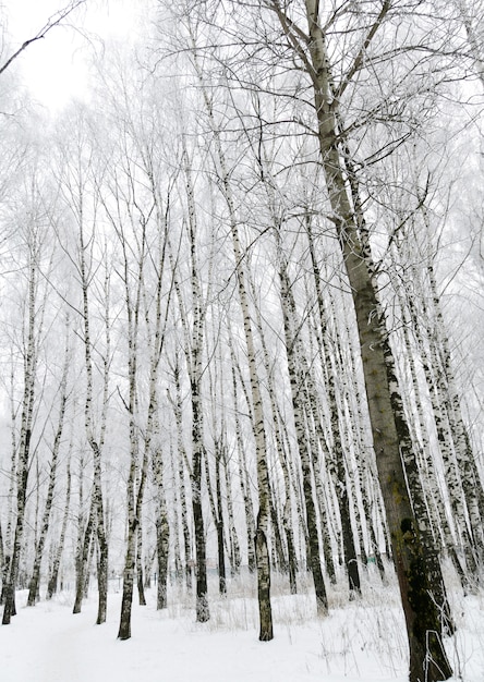 Winter birch trees