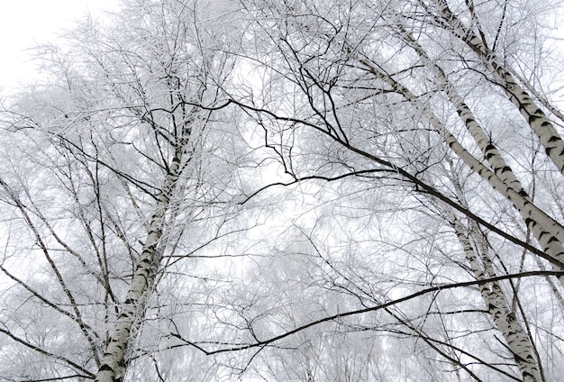 Winter birch trees