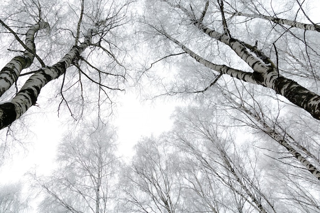 Winter birch trees