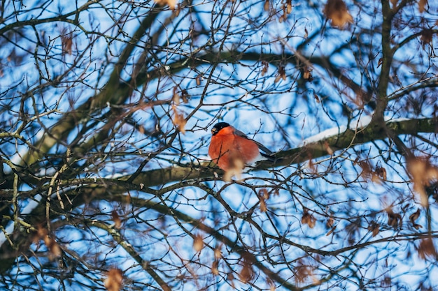 Ciuffolotto dell'uccello di inverno che si siede sui rami di albero