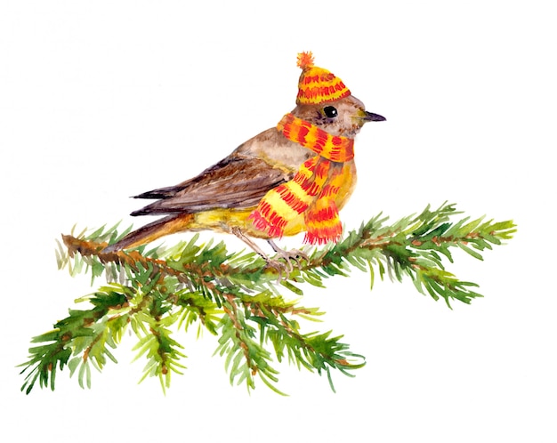 Winter bird and scarf on pine tree branch.