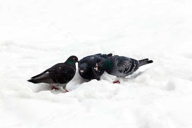 冬の鳥ハトは雪の中で食べ物を探しています