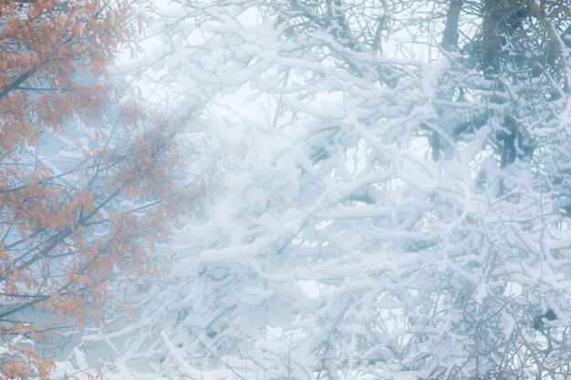 写真 デザインの冬のぼやけた背景。吹雪中の木_