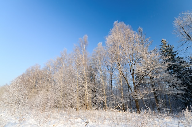 Winter bomen bedekt met verse sneeuw