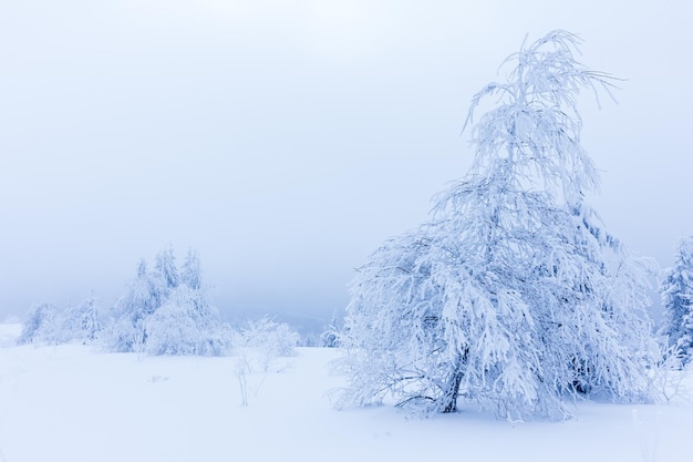 Winter bomen in bergen bedekt met verse sneeuw