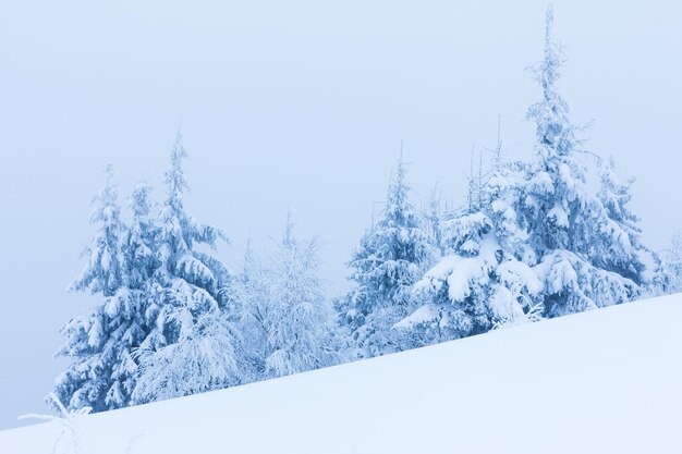 Winter bomen in bergen bedekt met verse sneeuw