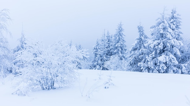 Winter bomen in bergen bedekt met verse sneeuw