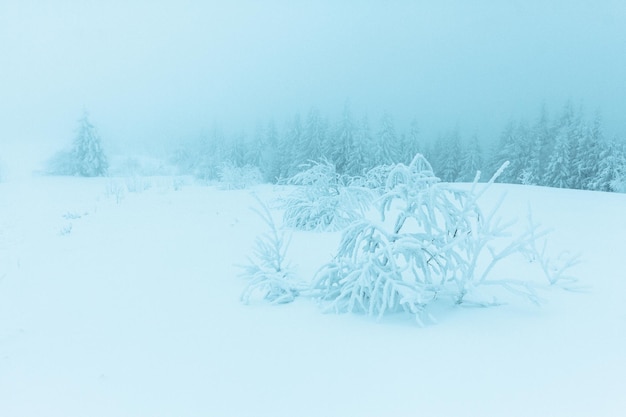 Winter bomen in bergen bedekt met verse sneeuw