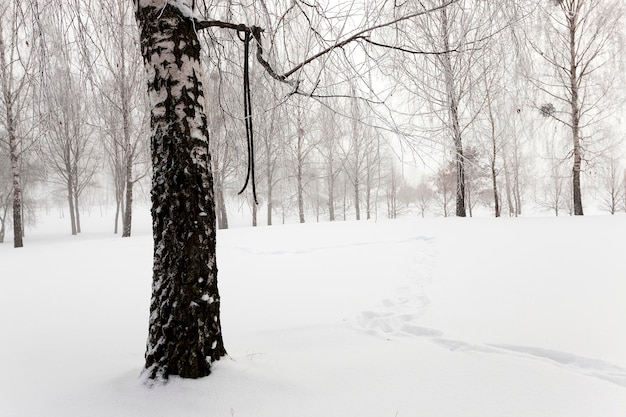 Winter bomen