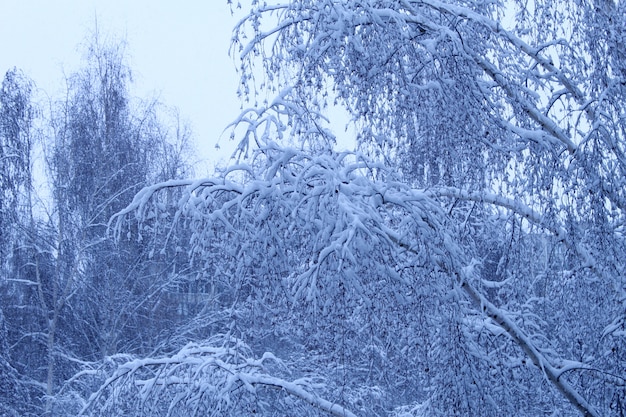 Winter bomen