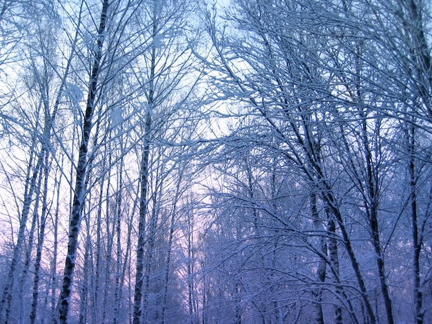 Winter bomen