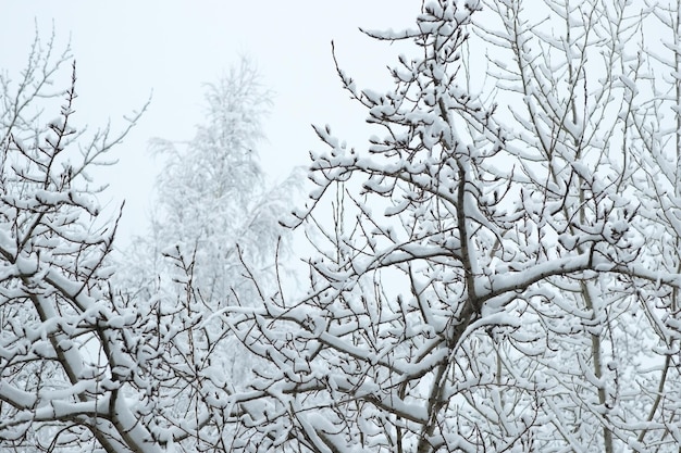 Winter, boomtakken zijn bedekt met een dikke laag gevallen sneeuw. Uitzicht vanuit het raam.