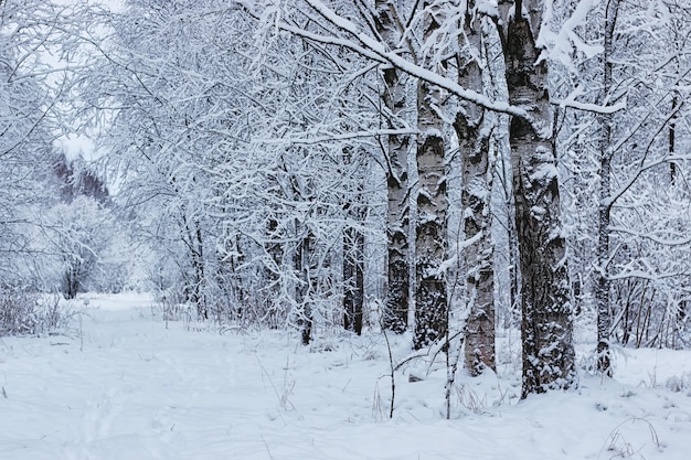 Winter bos bedekt sneeuw