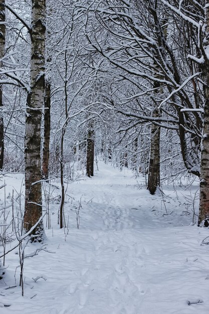 Winter bos bedekt sneeuw