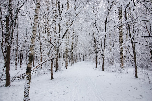 Winter bos bedekt sneeuw