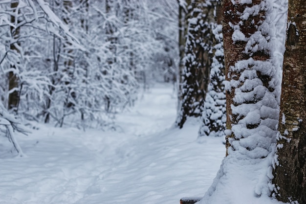 winter bos bedekt sneeuw