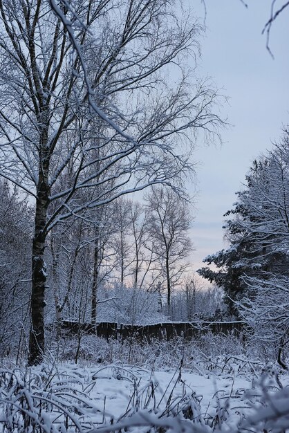 Winter bos bedekt sneeuw