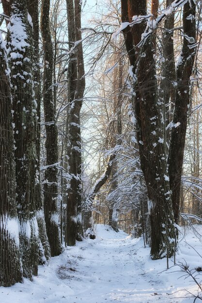 winter bos landschap zonlicht sneeuw