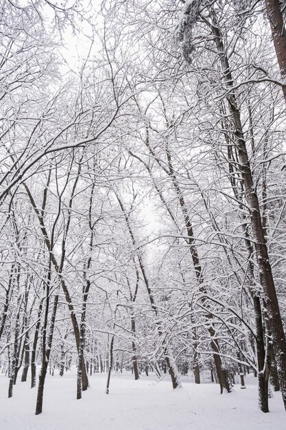 Winter bos met besneeuwde bomen Outdoor scene Gelukkig Nieuwjaar viering concept Natuur achtergrond