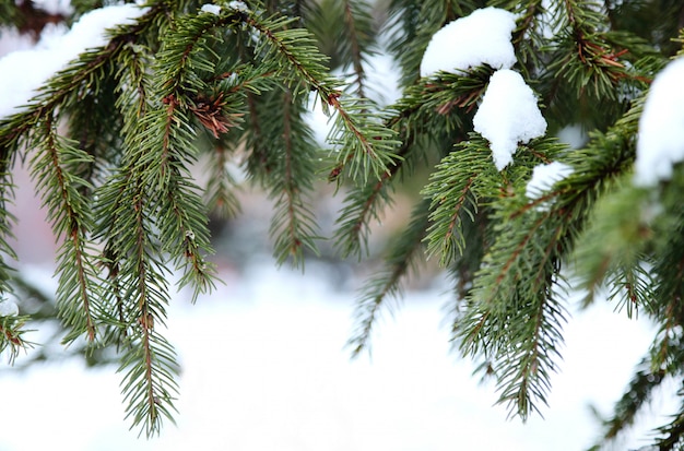 Winter bos. Spar in de sneeuw.