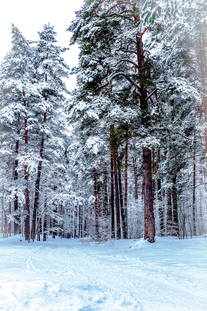 winter bos, wegen en bomen in de sneeuw