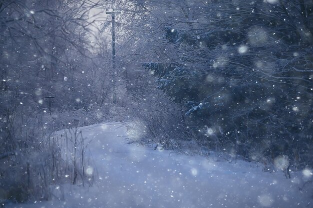 winter boslandschap bedekt met sneeuw, december kerst natuur witte achtergrond