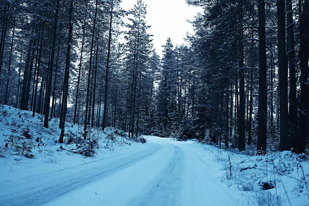 winter boslandschap bedekt met sneeuw, december kerst natuur witte achtergrond