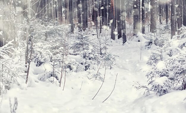 Winter boslandschap. Hoge bomen onder sneeuwbedekking. De ijzige dag van januari in park.