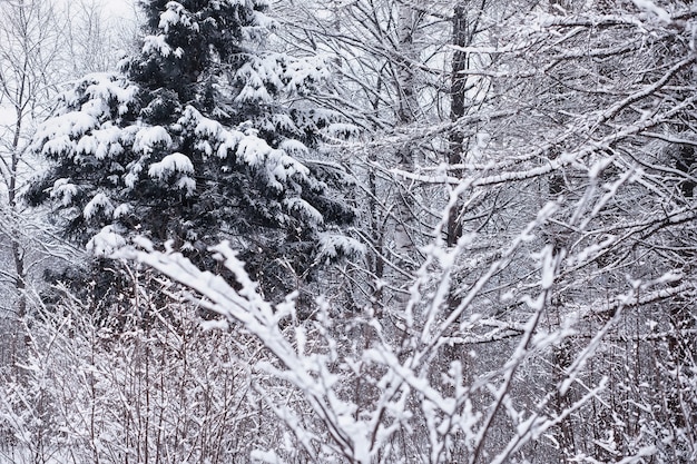 Winter boslandschap. Hoge bomen onder sneeuwbedekking. Januari ijzige dag in het park.