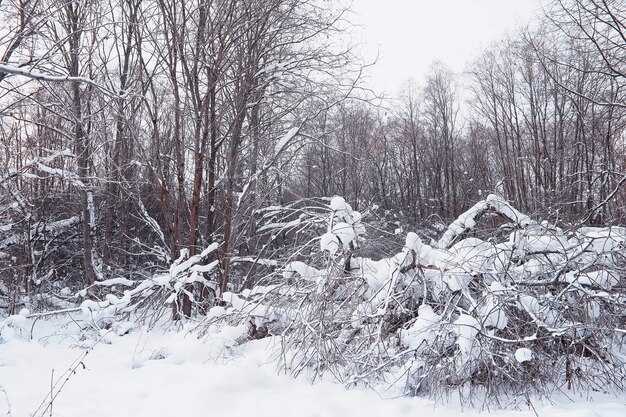 Winter boslandschap. Hoge bomen onder sneeuwbedekking. Januari ijzige dag in het park.