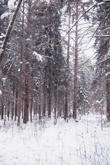 Winter boslandschap. Hoge bomen onder sneeuwbedekking. Januari ijzige dag in het park.