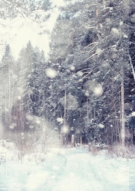 Winter boslandschap. Hoge bomen onder sneeuwbedekking. Januari ijzige dag in het park.
