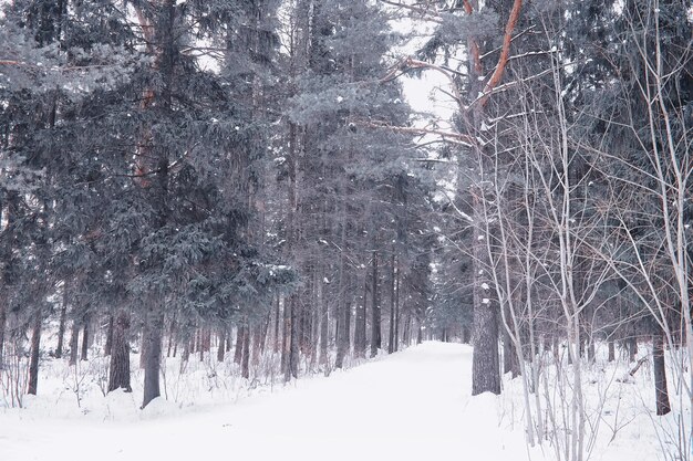 Winter boslandschap. Hoge bomen onder sneeuwbedekking. Januari ijzige dag in het park.