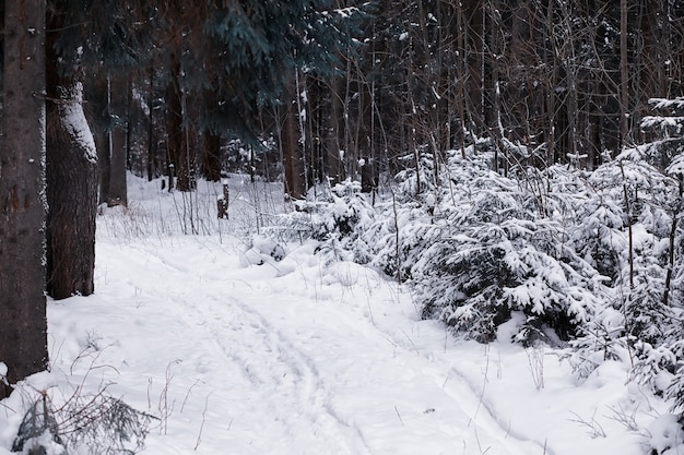 Winter boslandschap. Hoge bomen onder sneeuwbedekking. Januari ijzige dag in het park.