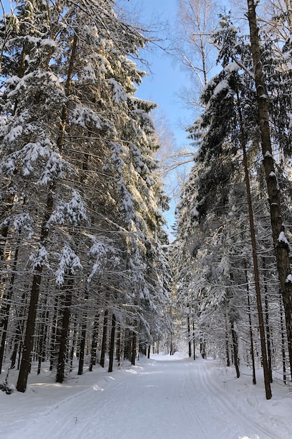 Winter boslandschap met besneeuwde weg door de sparren