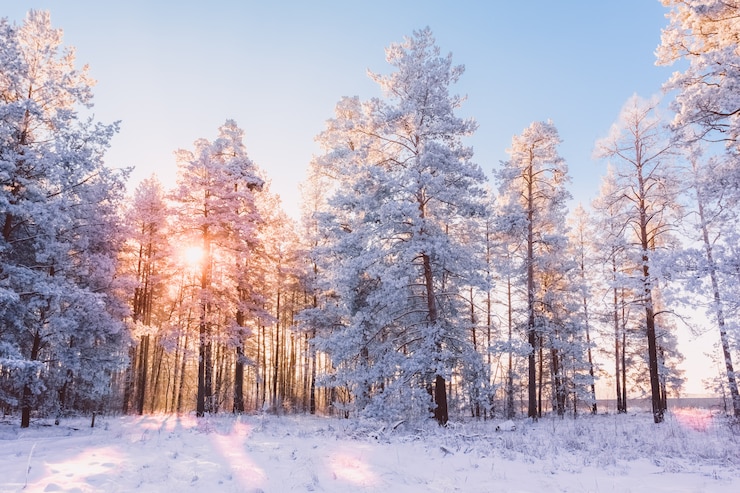Foto winter boslandschap met dennen en zon