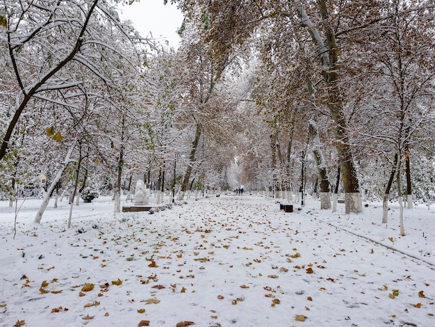 Зима на бульварном проспекте Самарканда