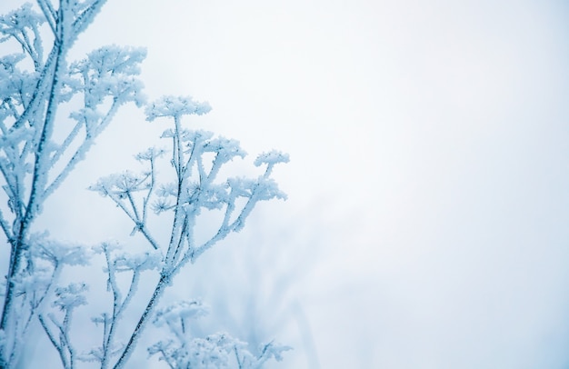 Winter, a branch of a dry plant covered with hoarfrost, to the right free place, a symbol of persistence and endurance