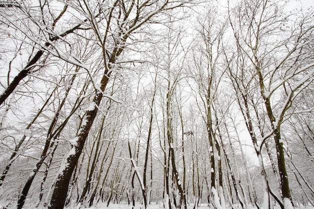 Winter branch