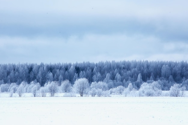 зима ветки хмурый день снег фон текстура декабрь природа снегопад в лесу