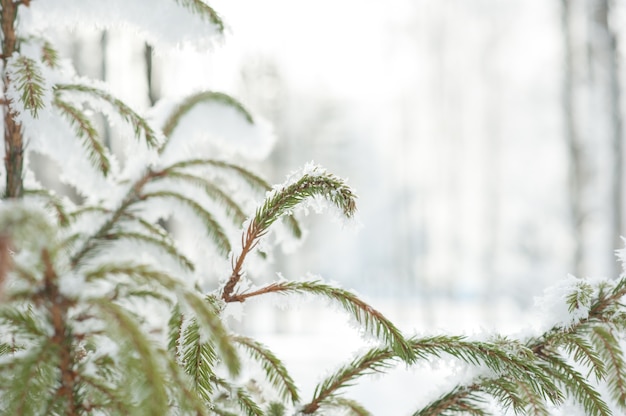 프 로스트에 전나무와 밝은 겨울. 가문비 나무 가지가 눈으로 덮여 있습니다.