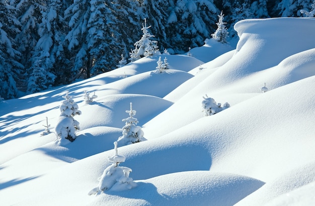 경사면에 아름다운 전나무가 있는 겨울의 고요한 산 풍경(Kukol Mount, Carpathian Mountains, Ukraine)