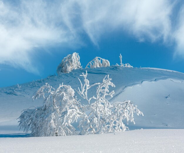 우크라이나 카르파티아 산맥(Carpathian Mountains Ukraine)의 아름다운 서리가 내린 나무와 눈더미가 있는 겨울의 고요한 산 풍경