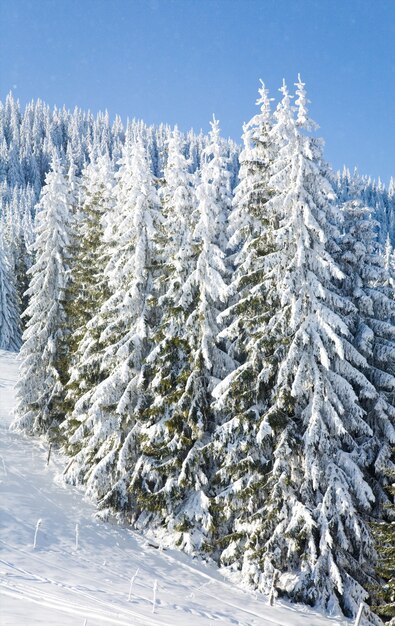 Winter calm mountain landscape with rime and snow covered spruce trees